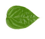 வெற்றிலை