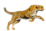 சிறுத்தை