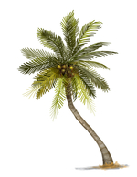 தென்னை