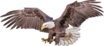 கழுகு