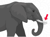 தந்தம்