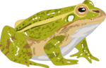 தவளை