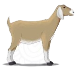 ஆடு