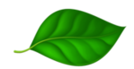 இலை