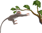 குரங்கு
