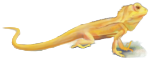 ஓணான்