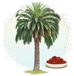 ஈச்சம்பழம்