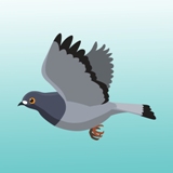 Image of a flying pigeon